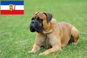 Read more about the article Mastiff breeders and puppies in Schleswig-Holstein