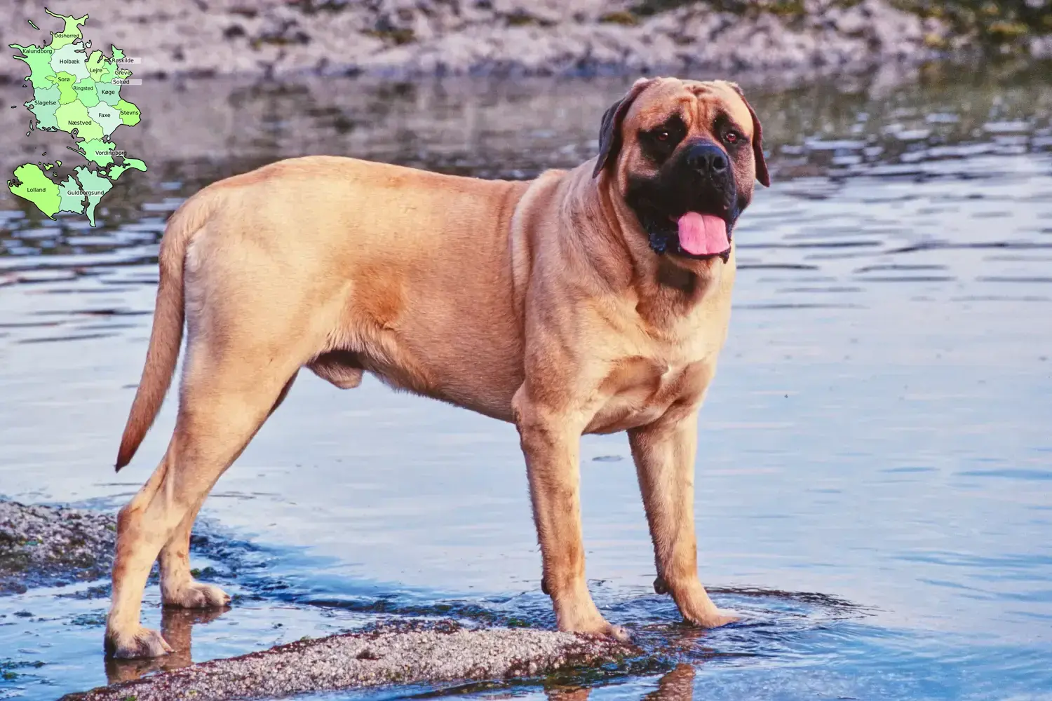 Read more about the article Mastiff breeders and puppies in Sjælland