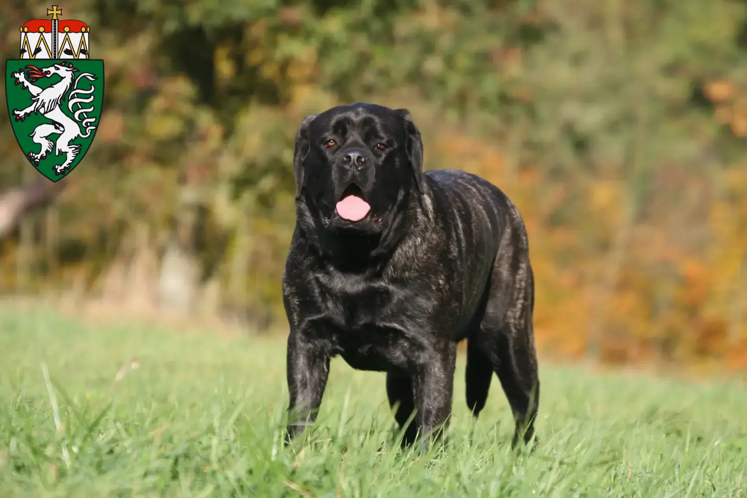 Read more about the article Mastiff breeders and puppies in Styria