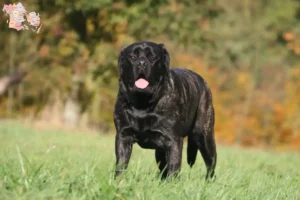 Read more about the article Mastiff breeders and puppies in Syddanmark