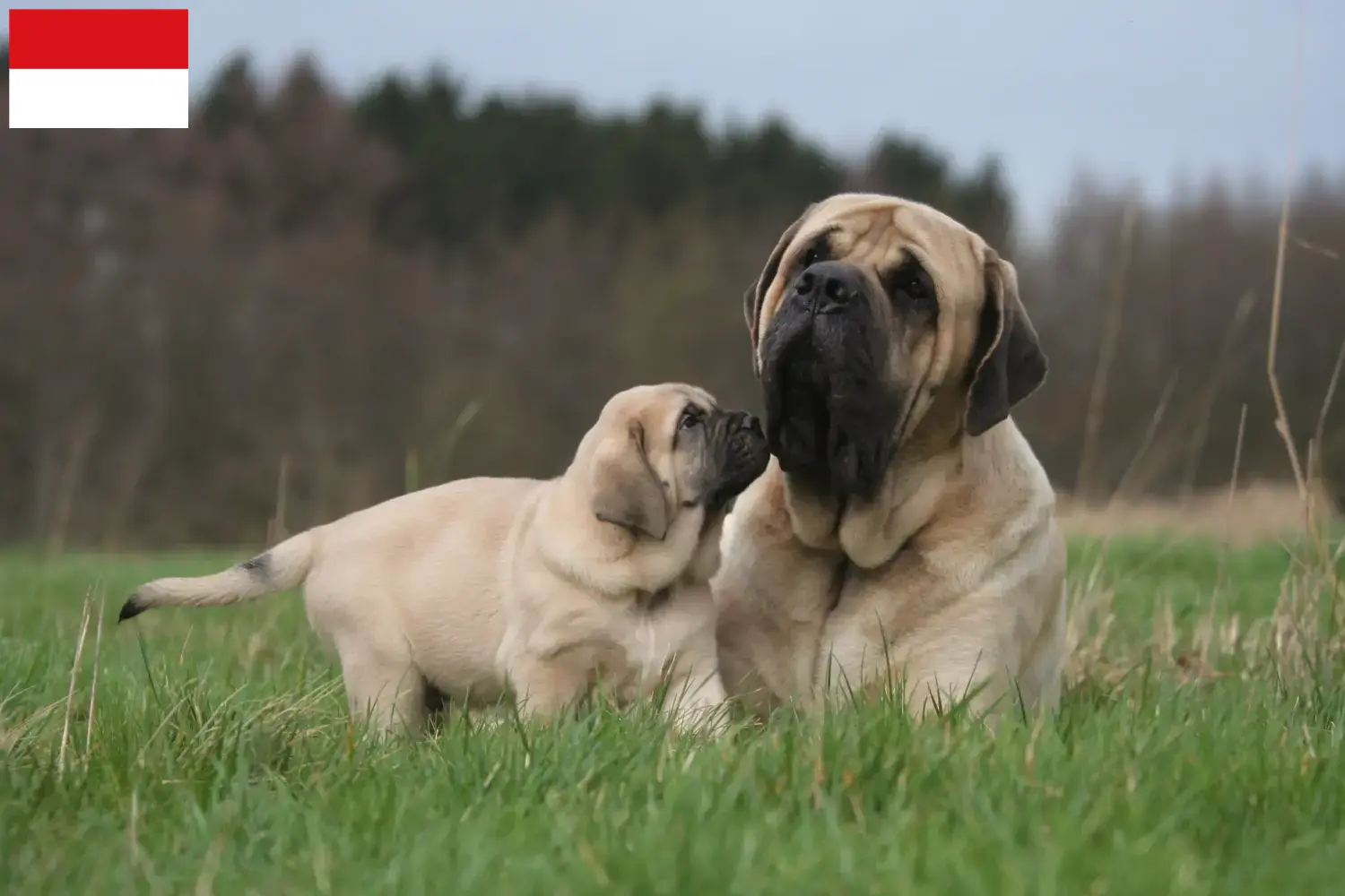 Read more about the article Mastiff breeders and puppies in Vienna