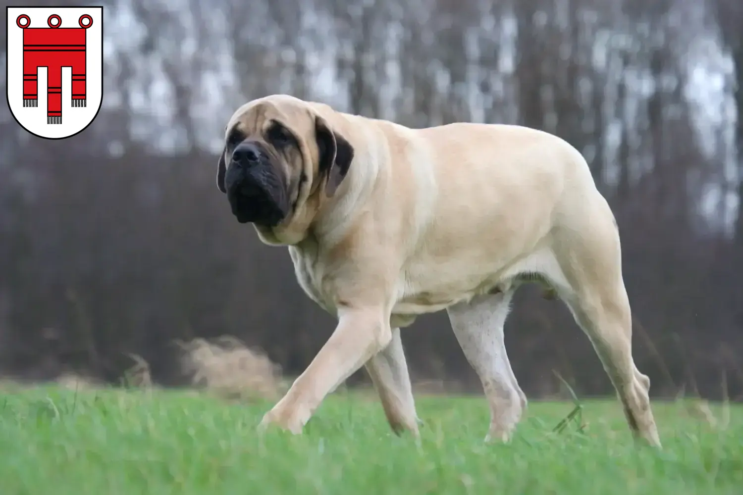 Read more about the article Mastiff breeders and puppies in Vorarlberg