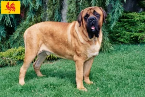 Read more about the article Mastiff breeders and puppies in Walloon Region