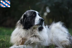 Read more about the article Mastín del Pirineo breeders and puppies in Friesland