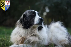 Read more about the article Mastín del Pirineo breeders and puppies in Hauts-de-France