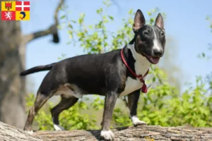 Read more about the article Miniature Bull Terrier breeders and puppies in Auvergne-Rhône-Alpes