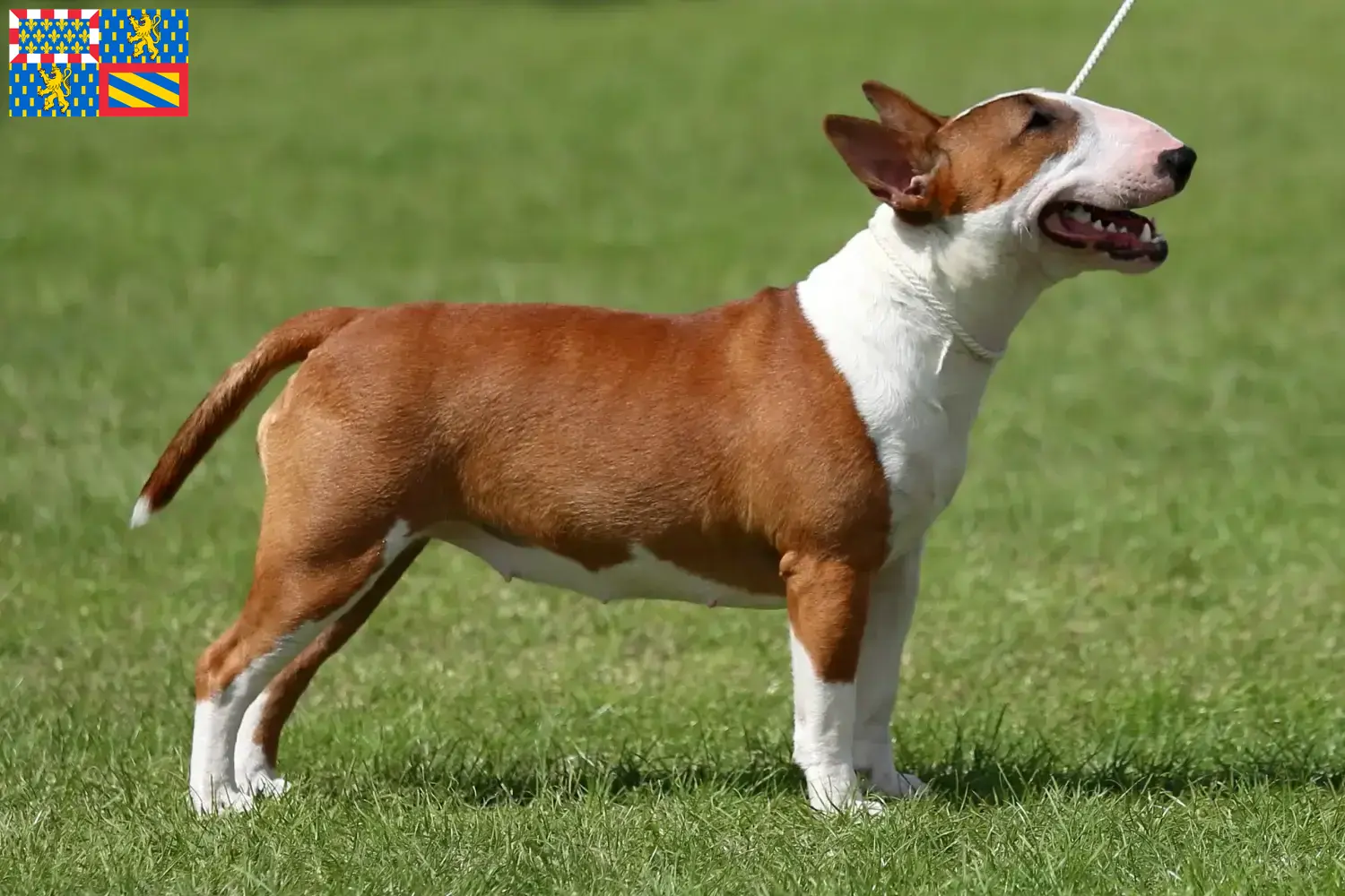 Read more about the article Miniature Bull Terrier breeders and puppies in Bourgogne-Franche-Comté