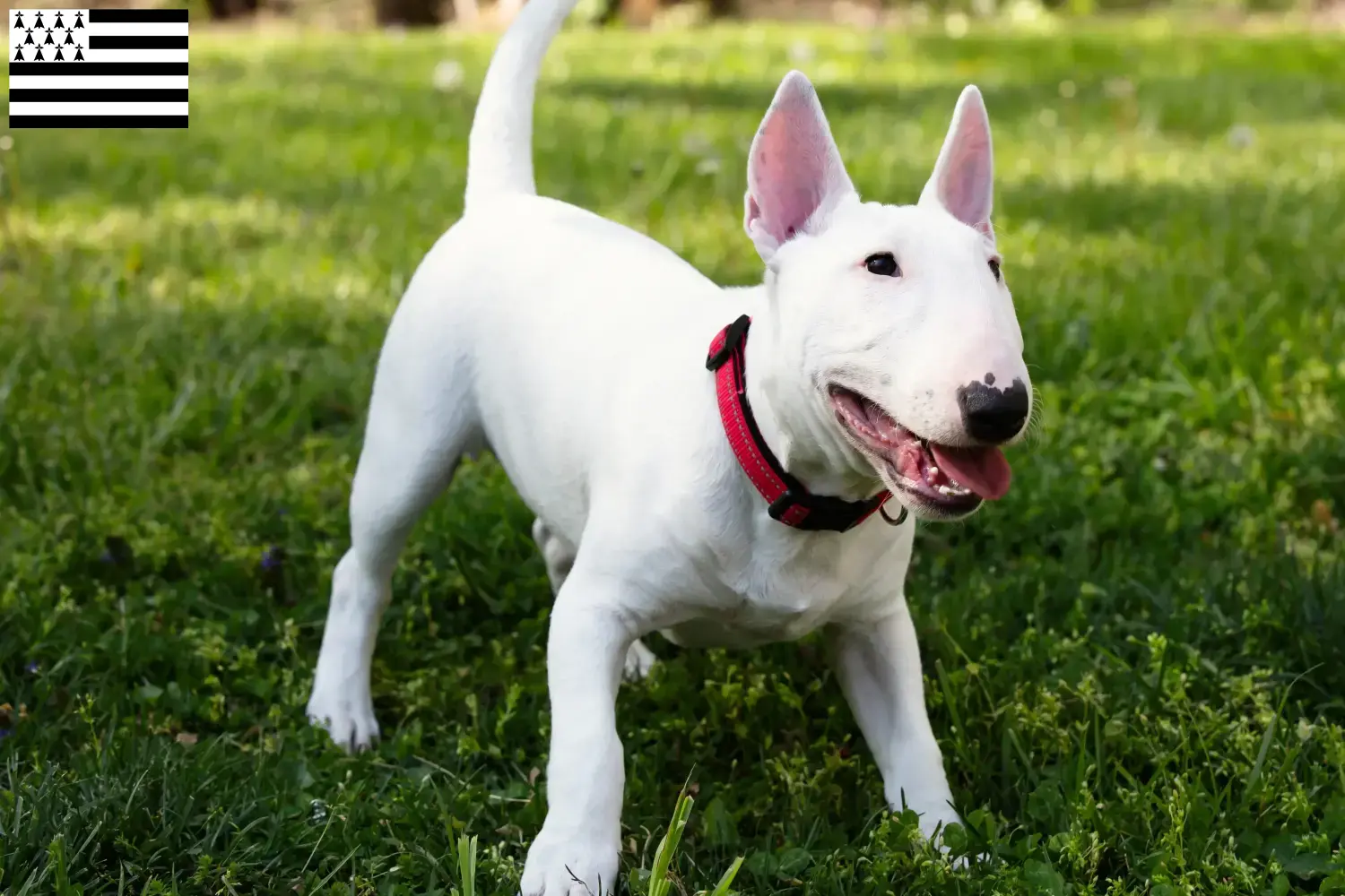 Read more about the article Miniature Bull Terrier breeders and puppies in Brittany