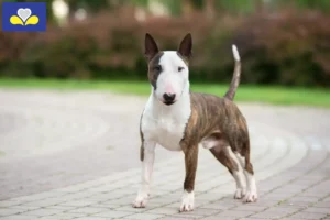 Read more about the article Miniature Bull Terrier breeders and puppies in the Brussels-Capital Region