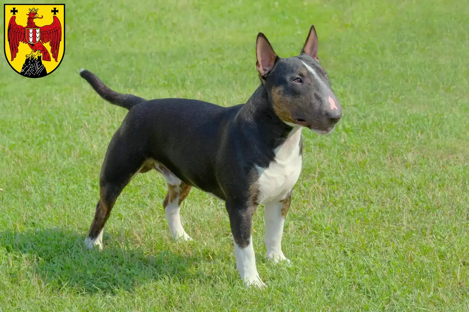 Read more about the article Miniature Bull Terrier breeders and puppies in Burgenland