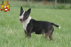 Read more about the article Miniature Bull Terrier breeders and puppies in Carinthia