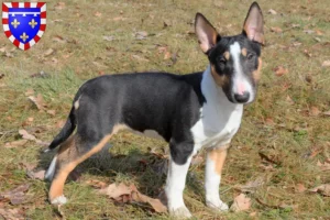 Read more about the article Miniature Bull Terrier breeders and puppies in Centre-Val de Loire