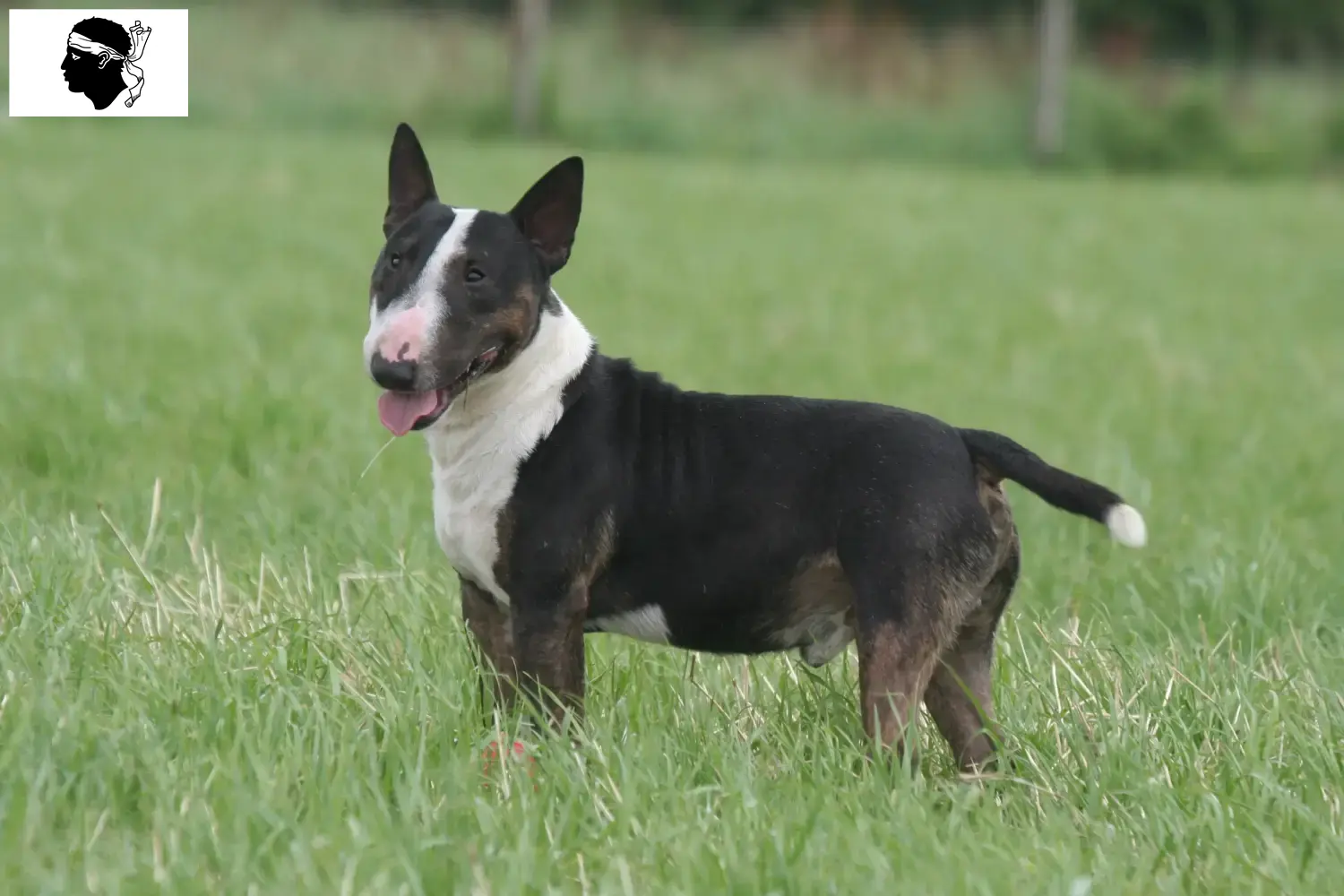 Read more about the article Miniature Bull Terrier breeders and puppies in Corsica