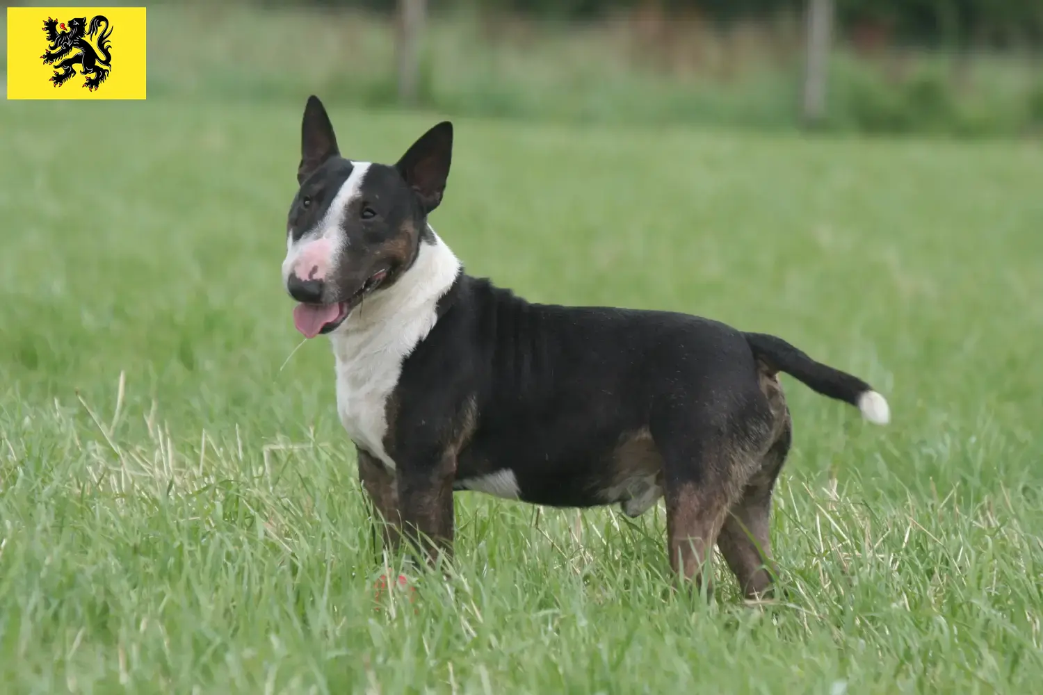 Read more about the article Miniature Bull Terrier breeders and puppies in Flanders