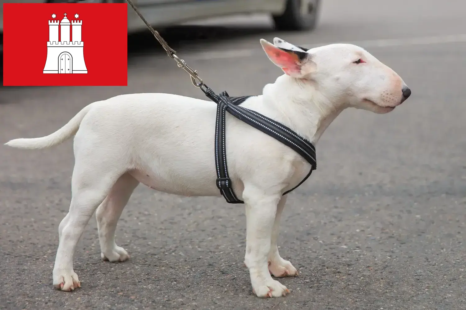 Read more about the article Miniature Bull Terrier breeders and puppies in Hamburg