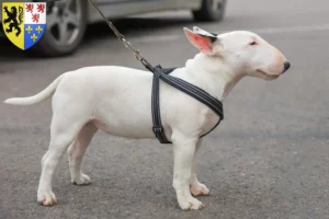 Read more about the article Miniature Bull Terrier breeders and puppies in Hauts-de-France