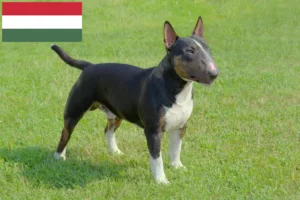 Read more about the article Miniature Bull Terrier breeders and puppies in Hungary