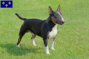 Read more about the article Miniature Bull Terrier breeders and puppies in Île-de-France