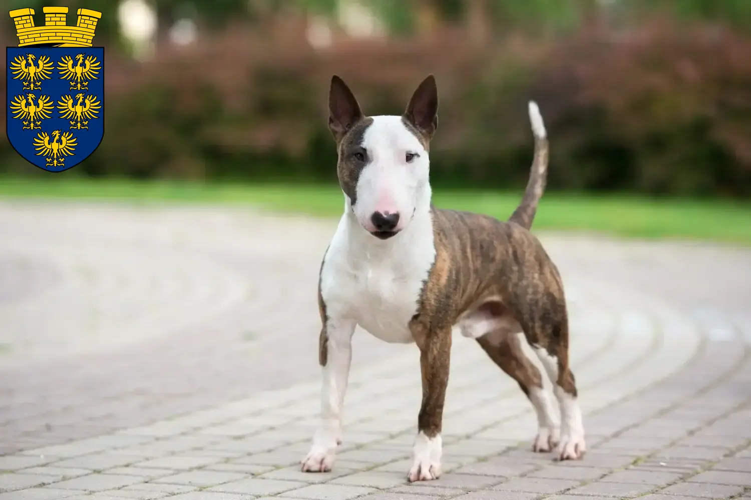 Read more about the article Miniature Bull Terrier breeders and puppies in Lower Austria