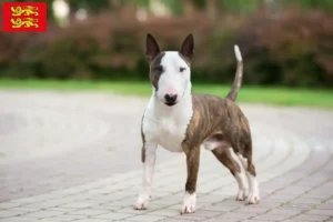 Read more about the article Miniature Bull Terrier breeders and puppies in Normandy