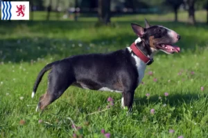 Read more about the article Miniature Bull Terrier breeders and puppies in Nouvelle-Aquitaine