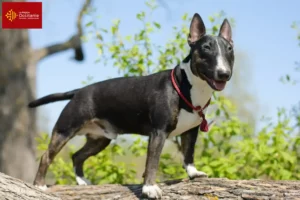 Read more about the article Miniature Bull Terrier breeders and puppies in Occitania