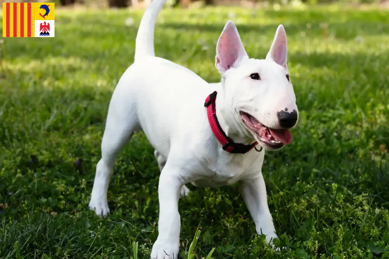 Read more about the article Miniature Bull Terrier breeders and puppies in Provence-Alpes-Côte d’Azur