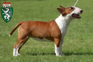 Read more about the article Miniature Bull Terrier breeders and puppies in Styria