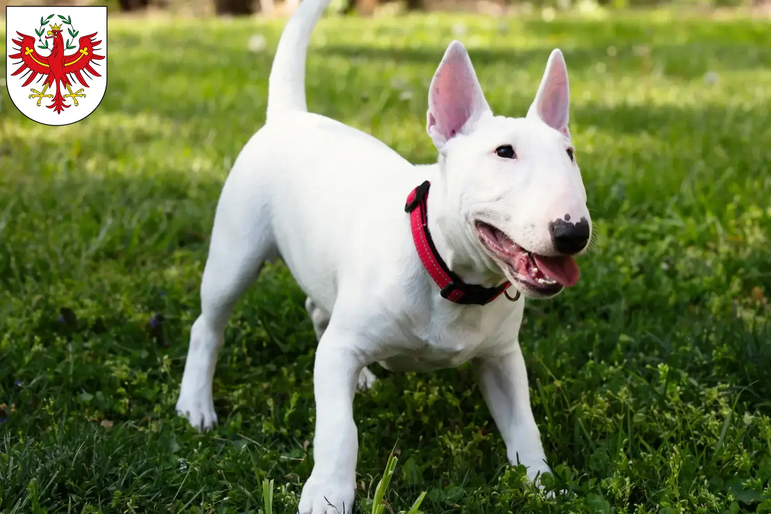 Read more about the article Miniature Bull Terrier breeders and puppies in Tyrol