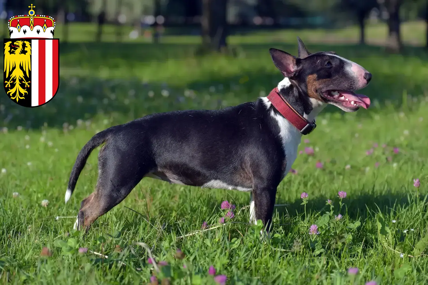 Read more about the article Miniature Bull Terrier breeders and puppies in Upper Austria