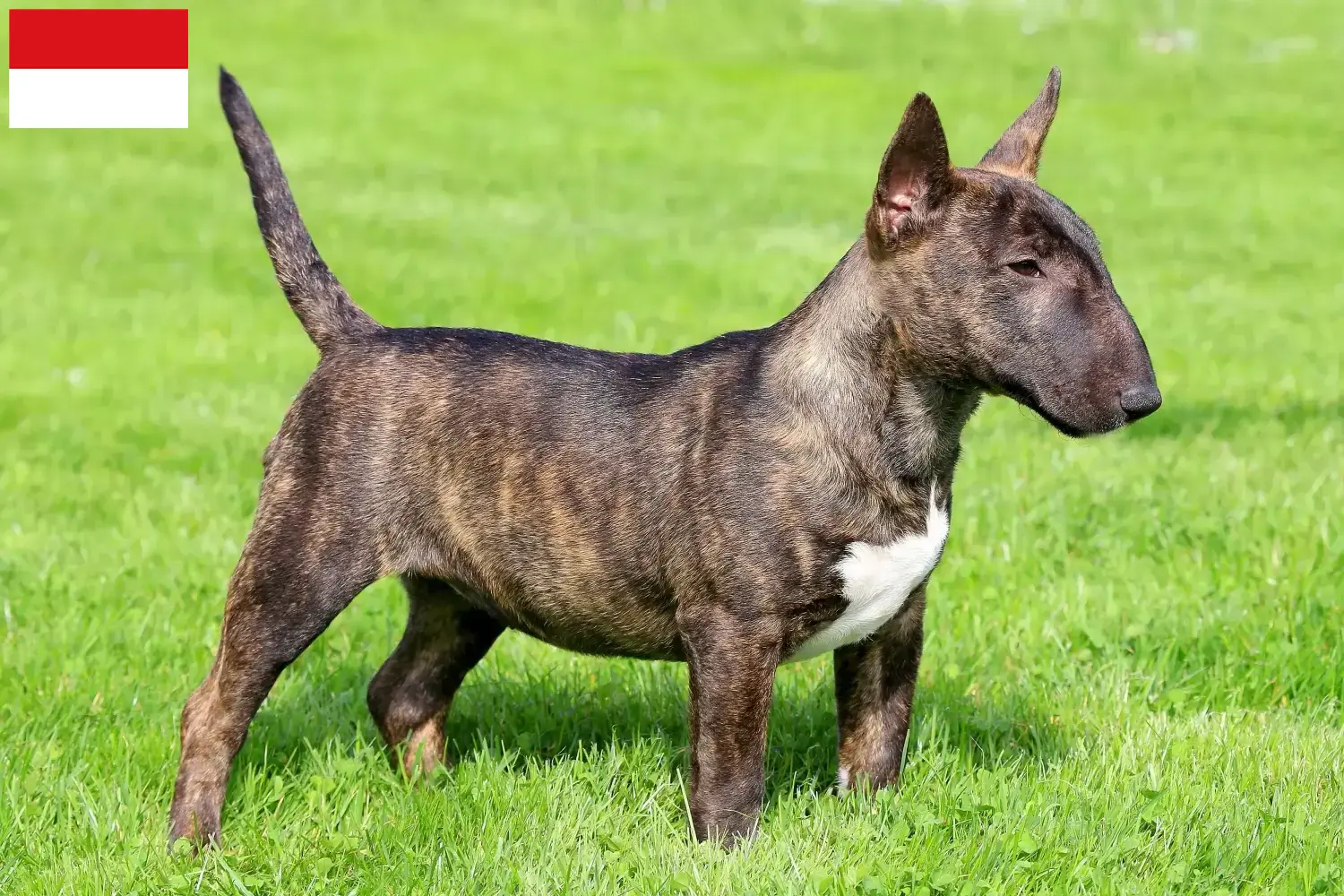 Read more about the article Miniature Bull Terrier breeders and puppies in Vienna