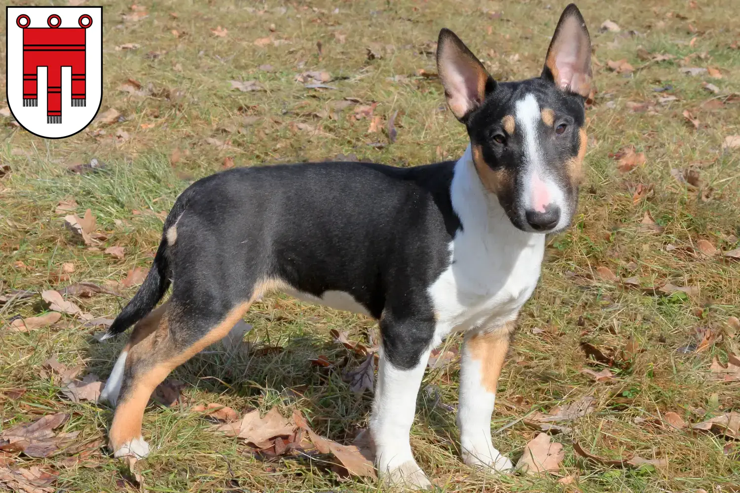 Read more about the article Miniature Bull Terrier breeders and puppies in Vorarlberg