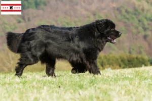 Read more about the article Newfoundland breeders and puppies in Drenthe