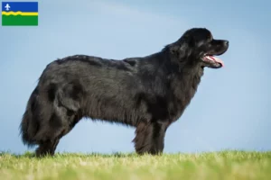 Read more about the article Newfoundland breeders and puppies in Flevoland