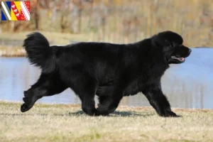 Read more about the article Newfoundland breeders and puppies in Grand Est