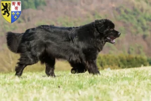 Read more about the article Newfoundland breeders and puppies in Hauts-de-France