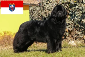 Read more about the article Newfoundland breeders and puppies in Hessen