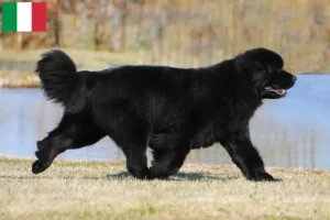 Read more about the article Newfoundland breeders and puppies in Italy