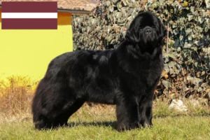 Read more about the article Newfoundland breeders and puppies in Latvia