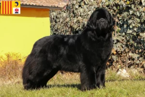 Read more about the article Newfoundland breeders and puppies in Provence-Alpes-Côte d’Azur