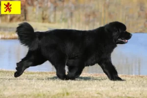 Read more about the article Newfoundland breeders and puppies in South Holland