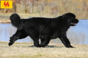 Read more about the article Newfoundland breeders and puppies in Walloon Region