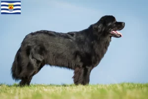 Read more about the article Newfoundland breeders and puppies in Zeeland