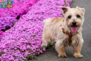 Read more about the article Norfolk Terrier breeders and puppies in Bourgogne-Franche-Comté