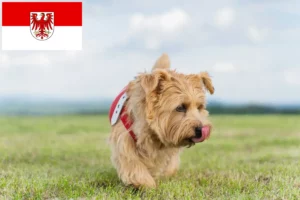 Read more about the article Norfolk Terrier breeders and puppies in Brandenburg