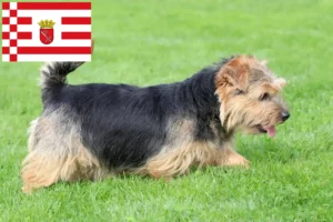 Read more about the article Norfolk Terrier breeders and puppies in Bremen