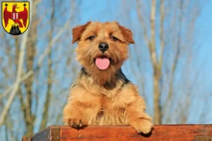 Read more about the article Norfolk Terrier breeders and puppies in Burgenland