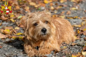 Read more about the article Norfolk Terrier breeders and puppies in Carinthia