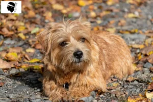Read more about the article Norfolk Terrier breeders and puppies in Corsica