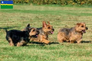 Read more about the article Norfolk Terrier breeders and puppies in Flevoland